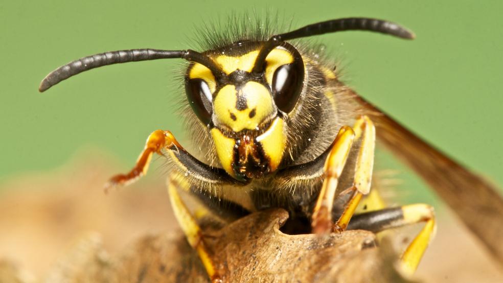 Liverpool professional cleaners to help with insects in Summe