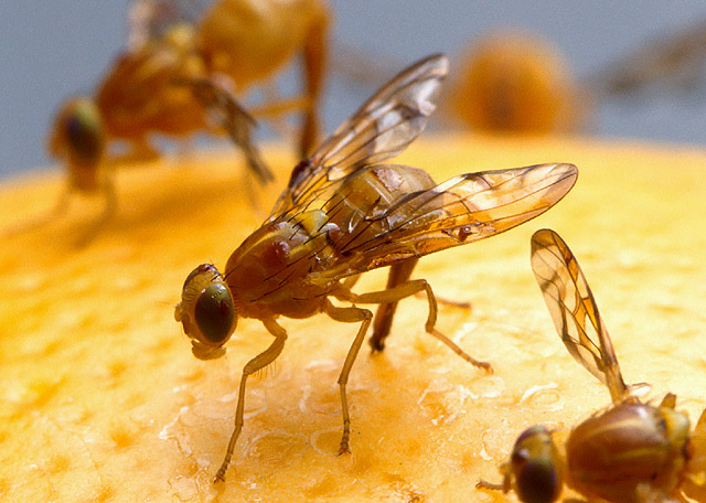 Getting rid of the flies in the office